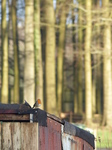 LZ00531 Robin on shed roof in St Fagans.jpg
